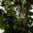 72'' Faux Ficus Tree in Pot