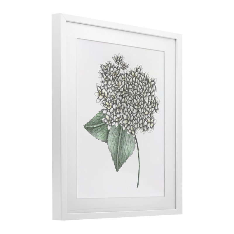  Hortensia croquis, impression encadrée sous verre, design par Cecilia Battaini, H 21 po x l 17 po, Cadre blanc côtier
