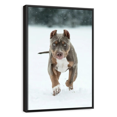 Pitbull sur neige