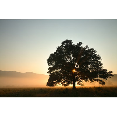 Chêne au lever du soleil par Putmanpoto - Photographie sur toile tendue