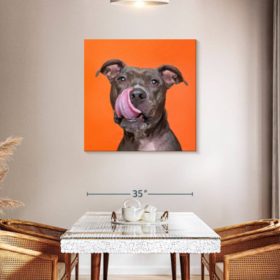 Crowle Silly Pet Pit Bull