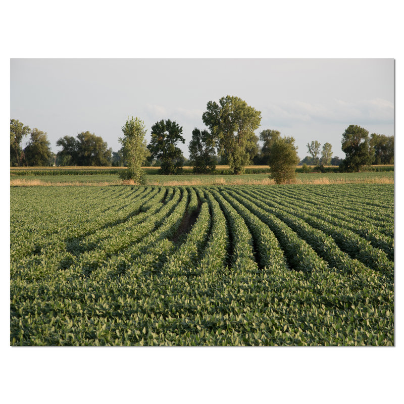 " Wisconsin Soybean Field Rows ", 12" H x 20" W x 1" D