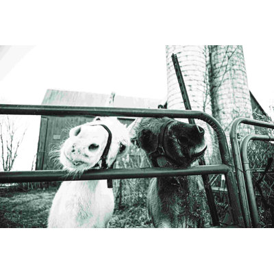 «Hey Donkeys I»