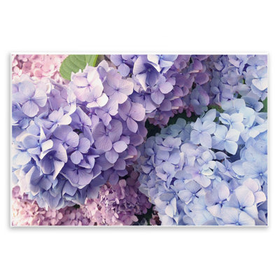 Pastel Hydrangea Flower Petals Giclee Art By Lil' Rue