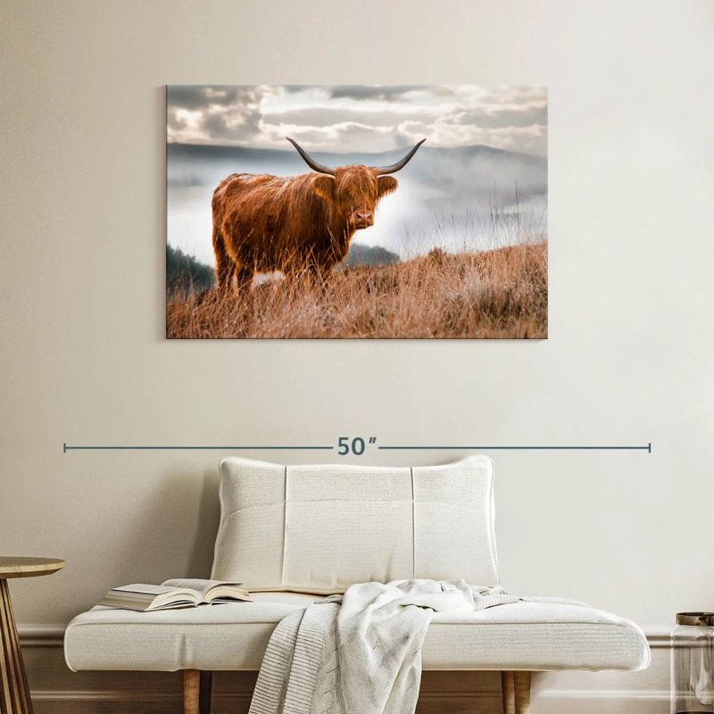 Vache Highland en Écosse, H 26 po x l 39 po