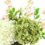 Arrangement assorti d'hortensias et de Stephanotis