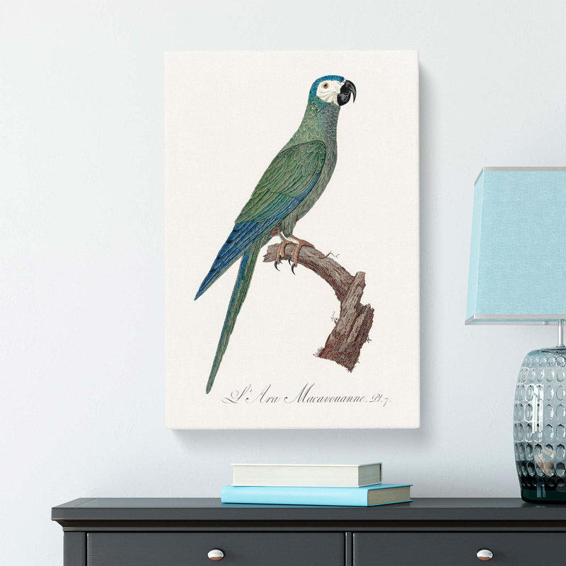 Macaw Parrot by F. Levaillant - Wrapped Canvas, 50cm H x 35cm W x 3cm D