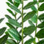 Zamioculcas artificiel-756904527