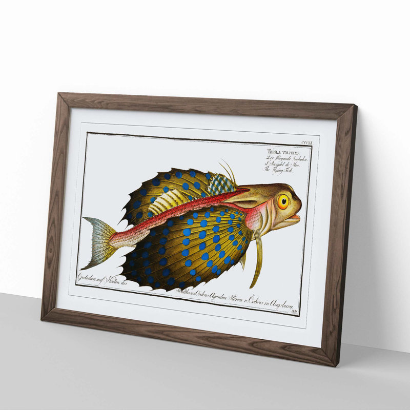 Flying-Fish by M.E. Bloch - Framed Print, 35cm H x 50cm W x 2cm D, Walnut