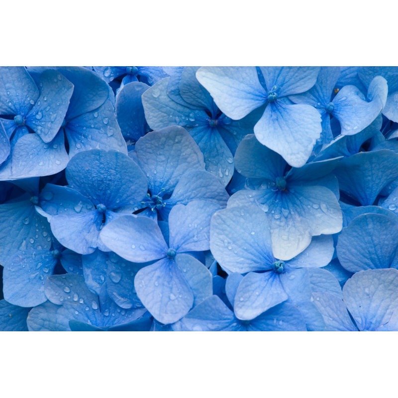 Hydrangea by Bikec - Print, 51cm H x 76cm W