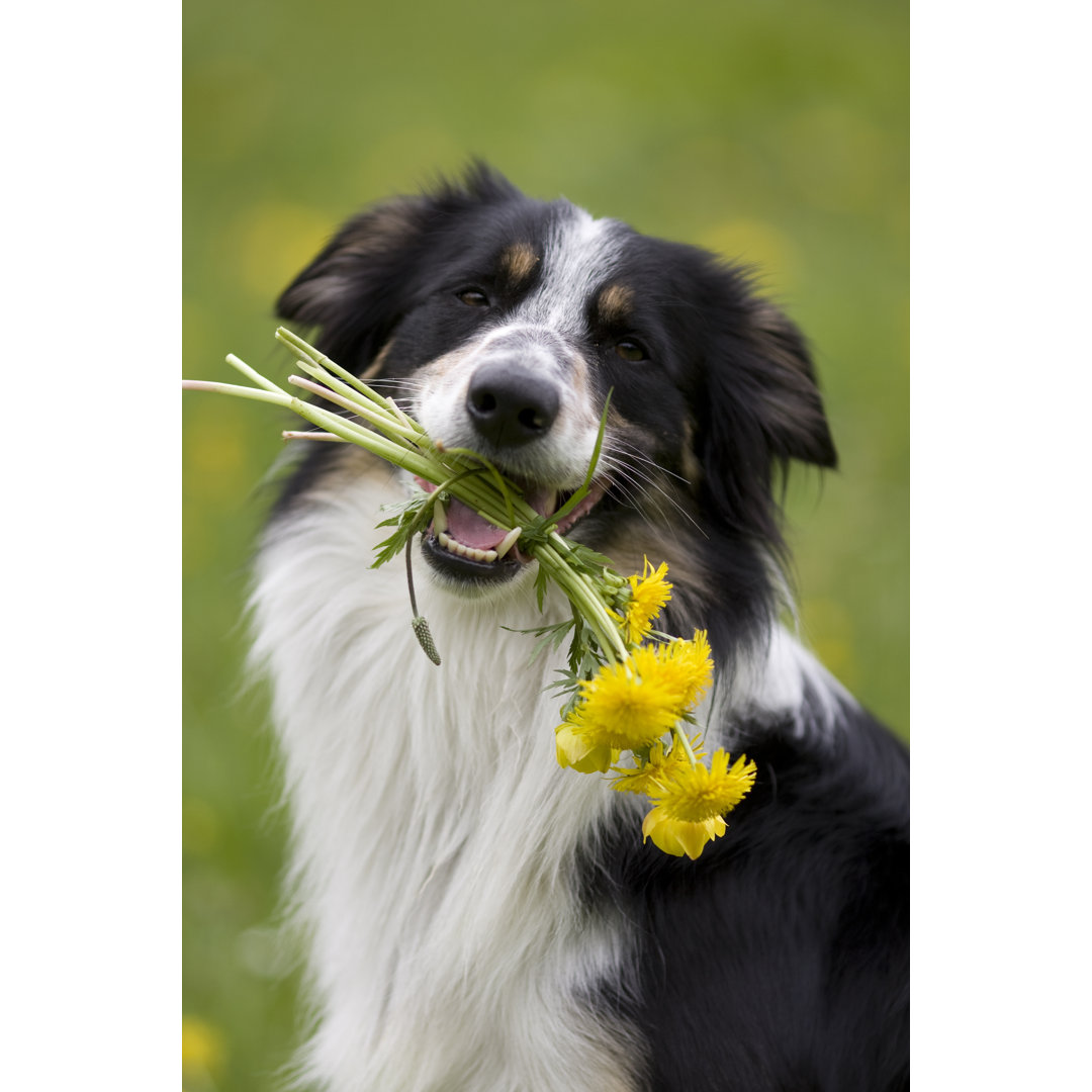 Hund mit Blumen von S5iztok - Kunstdrucke auf Leinwand ohne Rahmen