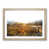 Oak Framed