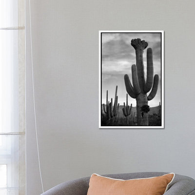 Saguaros, Saguaro National Monument by Ansel Adams - 1 Piece Wall Art on Canvas