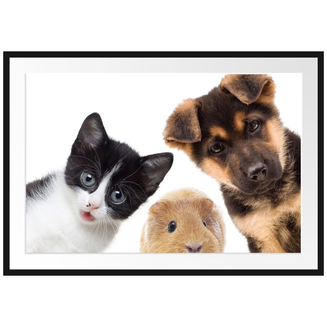 Gerahmtes Poster Trio Hund Katze Meerschwein