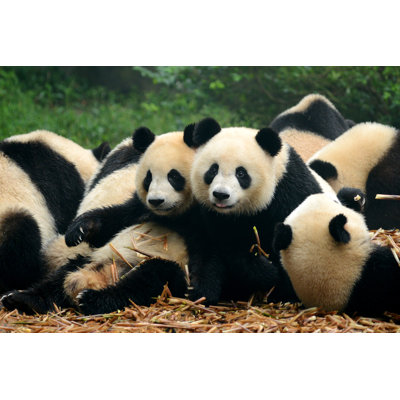 Group Of Panda - Wrapped Canvas Print
