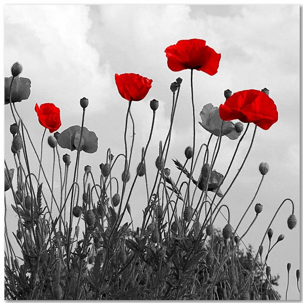 Leinwandbild Red Poppy Flowers