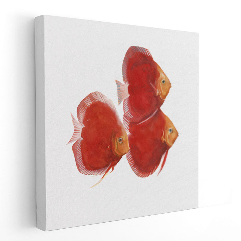 «Discus Fish VI», reproduction d'art sur toile, H 40 po x l 40 po