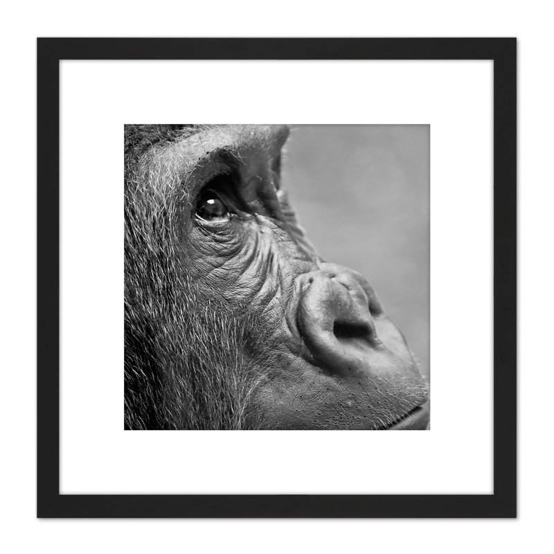 Gorilla Ape Face Head Photo - Single Picture Frame Print