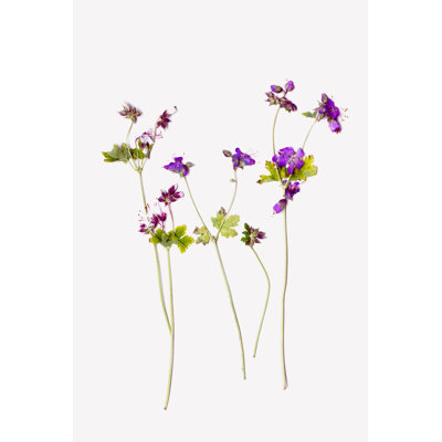 Fleur sauvage mauve