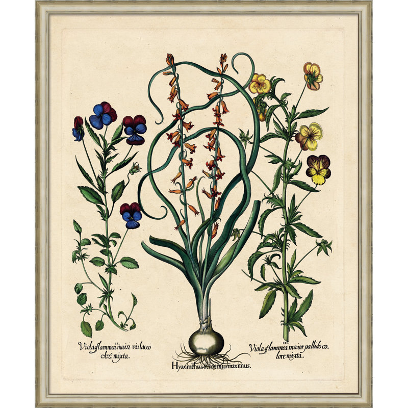 Besslers Hyacinthus Print
