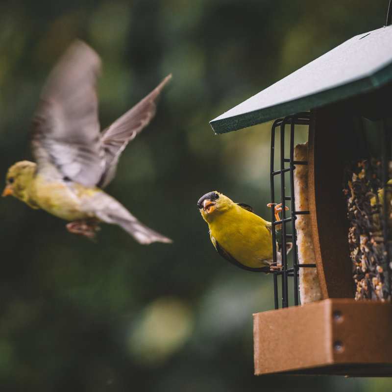  Mangeoire en plastique WASATCH avec cages à suif