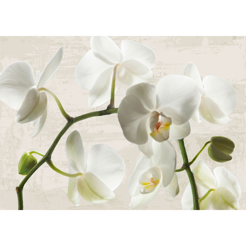 Ivory Orchids by Jenny Thomlinson - Wrapped Canvas Print, 60cm H x 80cm W x 4cm D