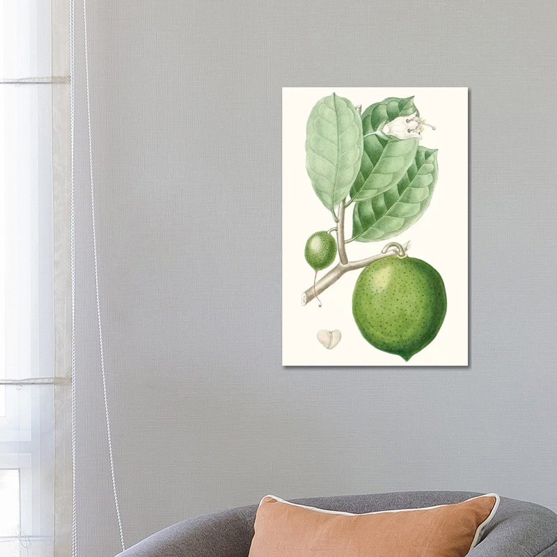 Fruit III by Turpin - Gallery-Wrapped Canvas Giclée on Canvas, 66.04 cm H x 45.72 cm W x 1.91 cm D, Canvas