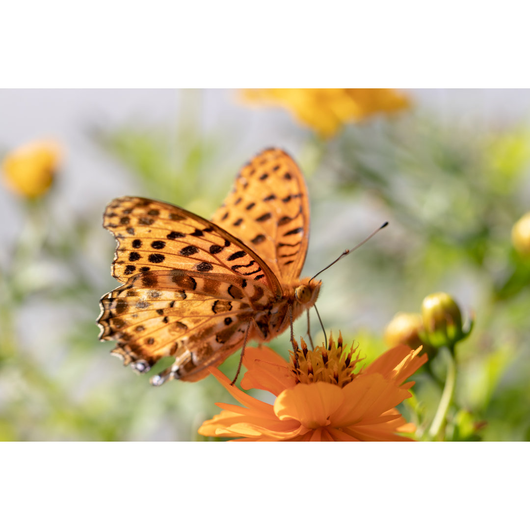 Mary Gold und Schmetterling von Masaaki Ohashi - Leinwandbild