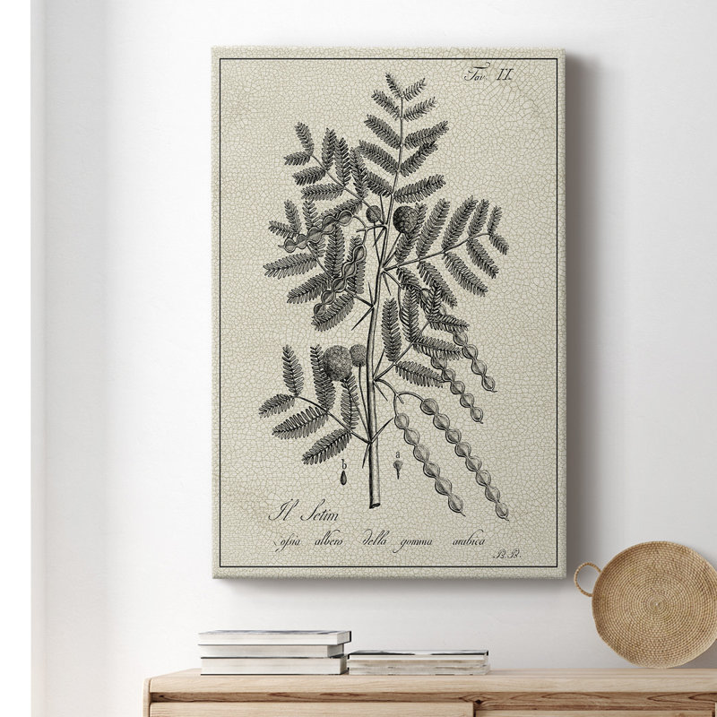 Antique Botanical I, impression sur toile tendue, L 24 po x H 36 po x P 1 po