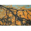 Tapis abstrait Nightscape 6 x 8 avec des silhouettes d'arbres dramatiques