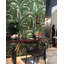 Palm Leaf White Green Wallpaper