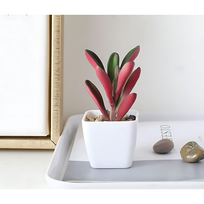 Plante grasse 3,74 po