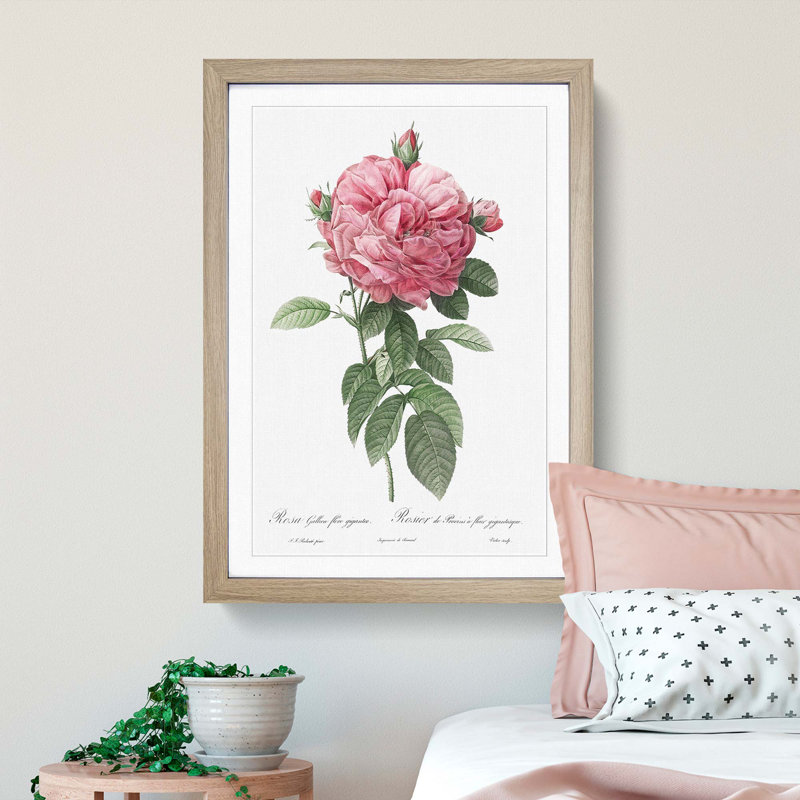 Giant French Rose in Pink by Pierre-Joseph Redoute - Picture Frame Painting Print on MDF, 36cm H x 27cm W x 2cm D, Oak Framed
