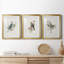 «Spring Song Blue Bird» - ensemble de photos encadrées-384428554-384428533