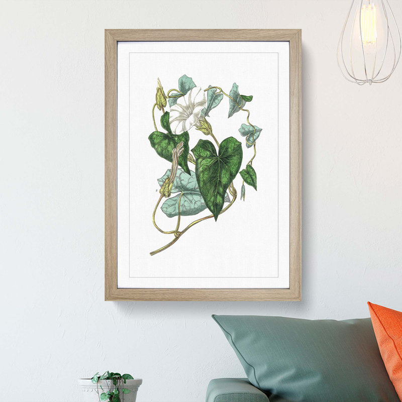 Bindweed Illustration - Single Picture Frame Painting, 45cm H x 33cm W x 2cm D, Oak Framed