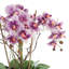 Orchids Arranged in Fiberstone Planter-427188119