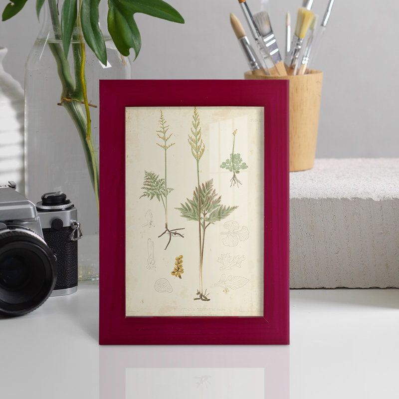 Fern Study II, reproduction d'art encadrée, Rouge, H 6 po x l 4 po x P 1 po