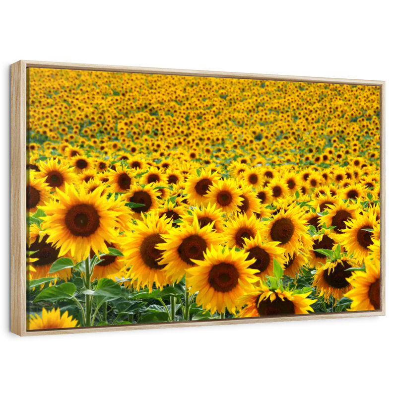 Champ de tournesols sans fin, Cadre flottant en bois naturel, 40 po x 27 po