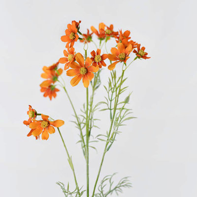 Audet Cornflower Stems