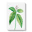 Japanese Laurel Flowers by Pierre-Joseph Redoute - Wrapped Canvas-55363079