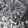 Knupp Abstract Indoor Rug