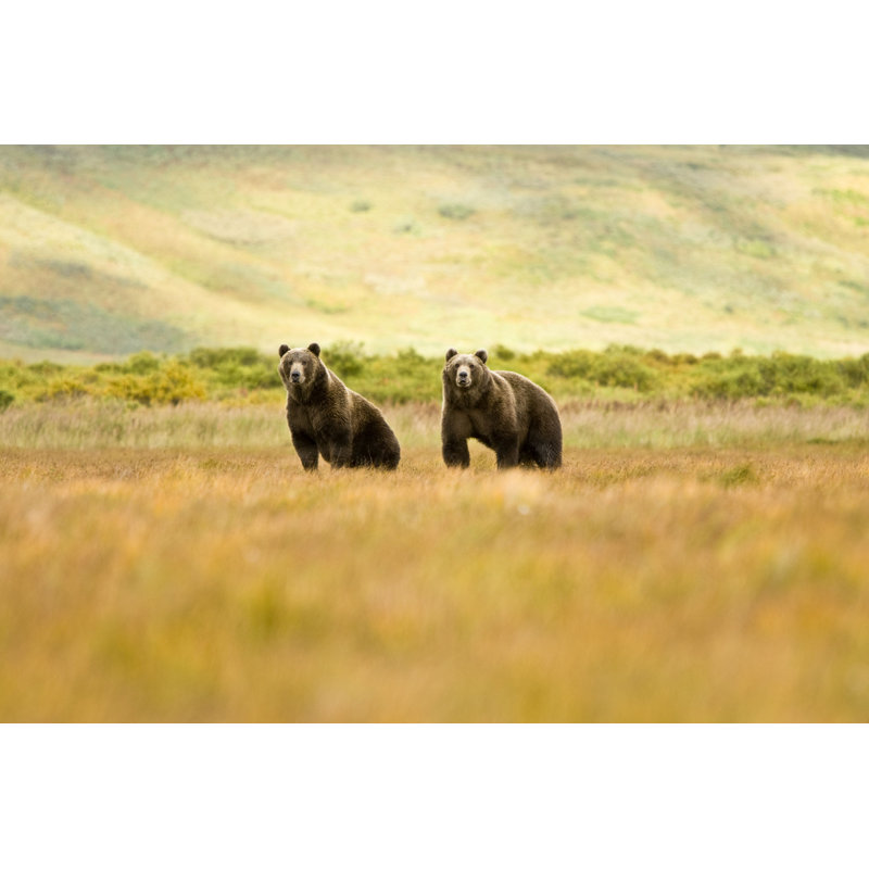 «Brown Grizzly Bears in Alaska» - Photographie sur toile tendue, H 8 po x l 12 po