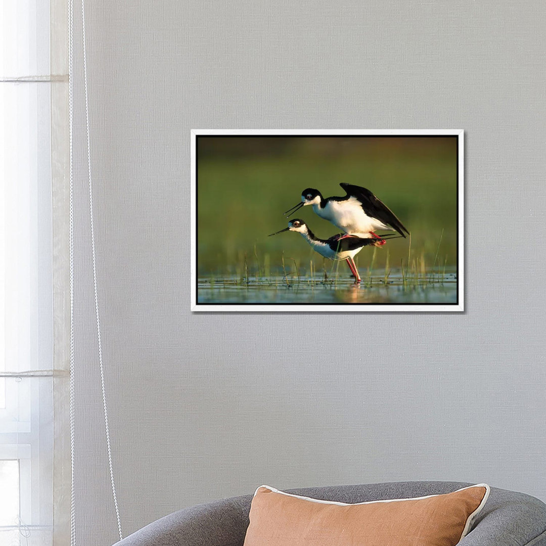 Black-Necked Stilt Couple Mating, North America von Tim Fitzharris - Gallery-Wrapped Canvas Giclée on Canvas