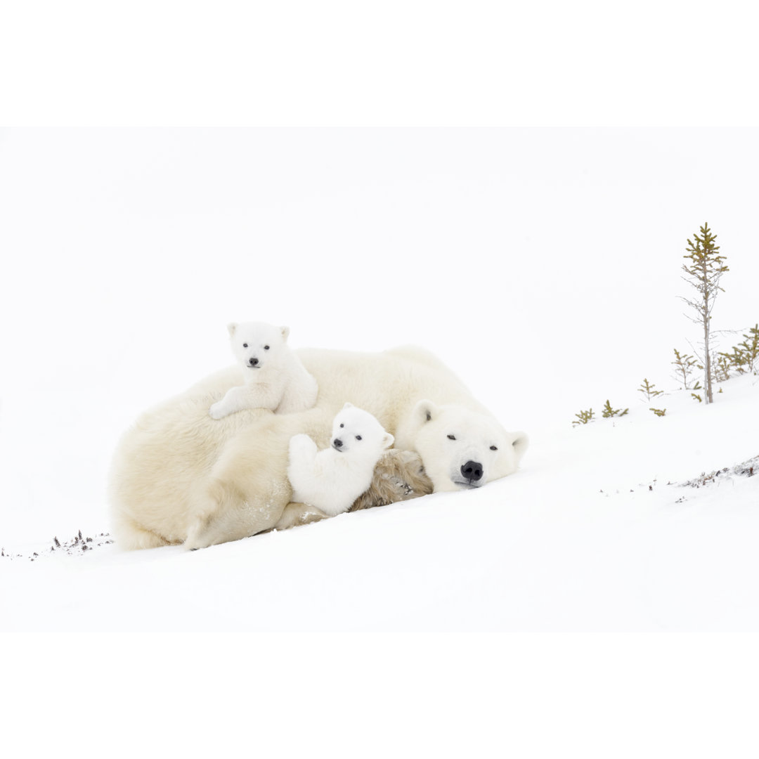 Leinwandbild Polar Bear (Ursus Maritimus)