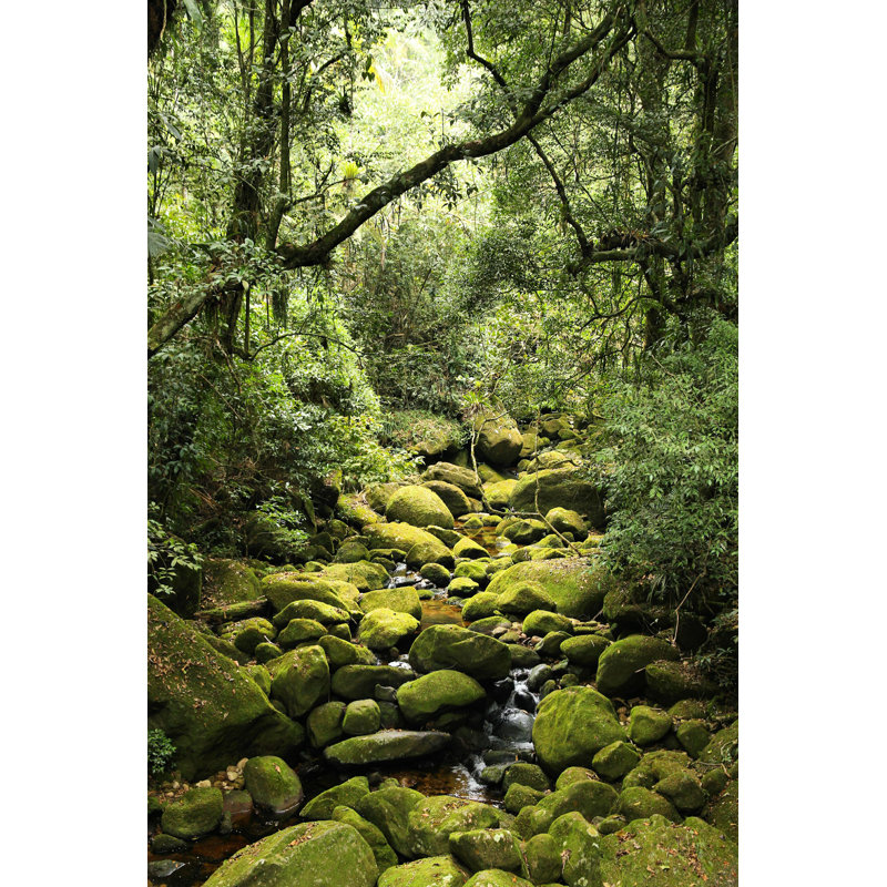 Akem Jungle In Brazil par - Photographie de toile tendue, H 30 po x l 20 po