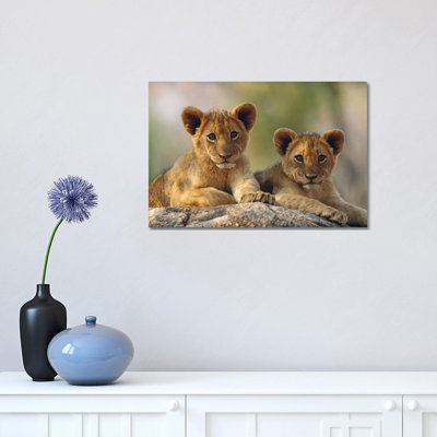 African Lion Cubs, Hwange National Park, Zimbabwe by Tim Fitzharris - Wrapped Canvas Print