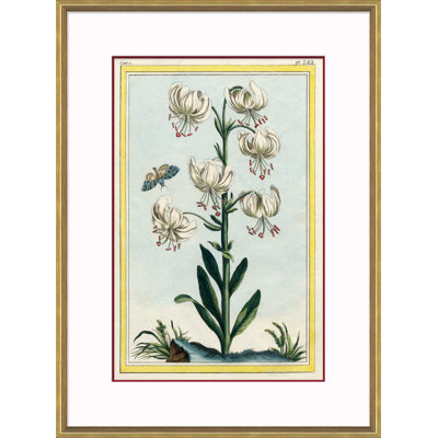 Botanical Giclee Print by Auguster Reger