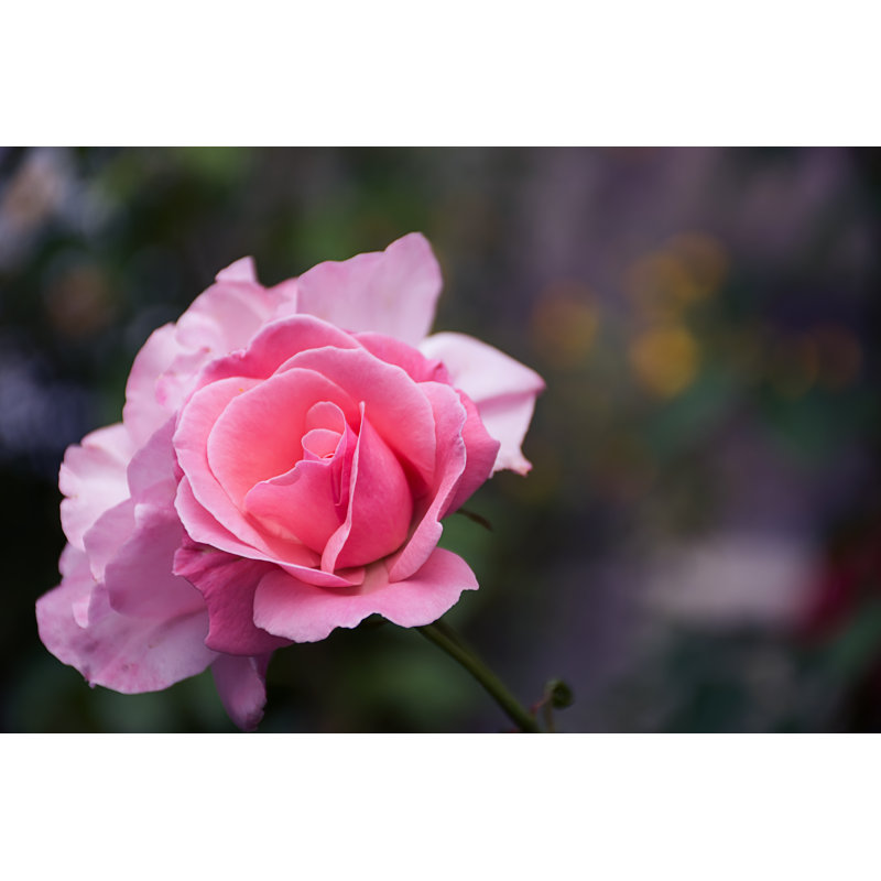 Finnur rose rose par Miglena Valchanova, H 8 po x l 12 po