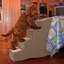 Rampe 4 marche pour animaux Easy Step IV-11104814