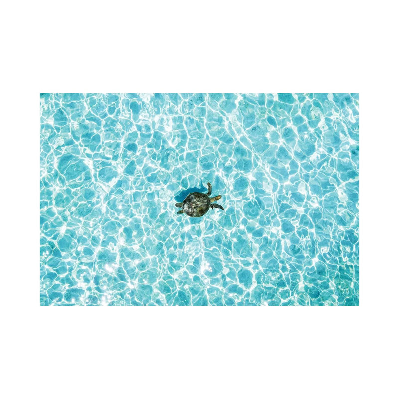 Aerial Turtle Calm Turquoise Water by James Vodicka - Wrapped Canvas Gallery-Wrapped Canvas Giclée, 20.32cm H x 30.48cm W